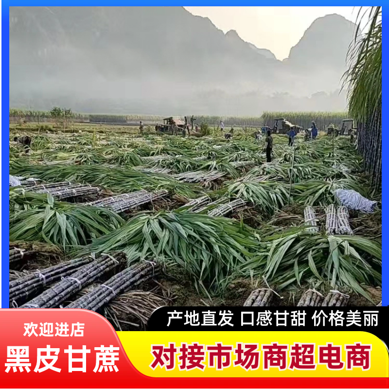 广西黑皮甘蔗/产地值供，脆甜多汁，口感清甜，粗大均匀！