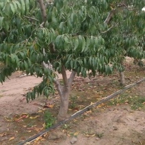 桃树树苗大量供应，欢迎电话咨询