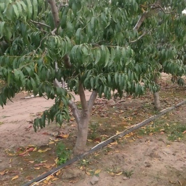 桃树树苗大量供应，欢迎电话咨询