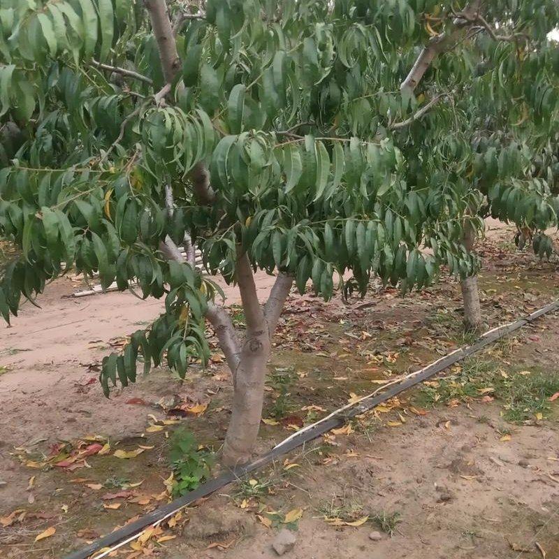 桃树树苗大量供应，欢迎电话咨询