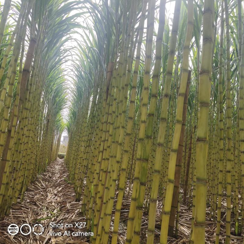 云南黄金甘蔗开始上市了订购热线***********