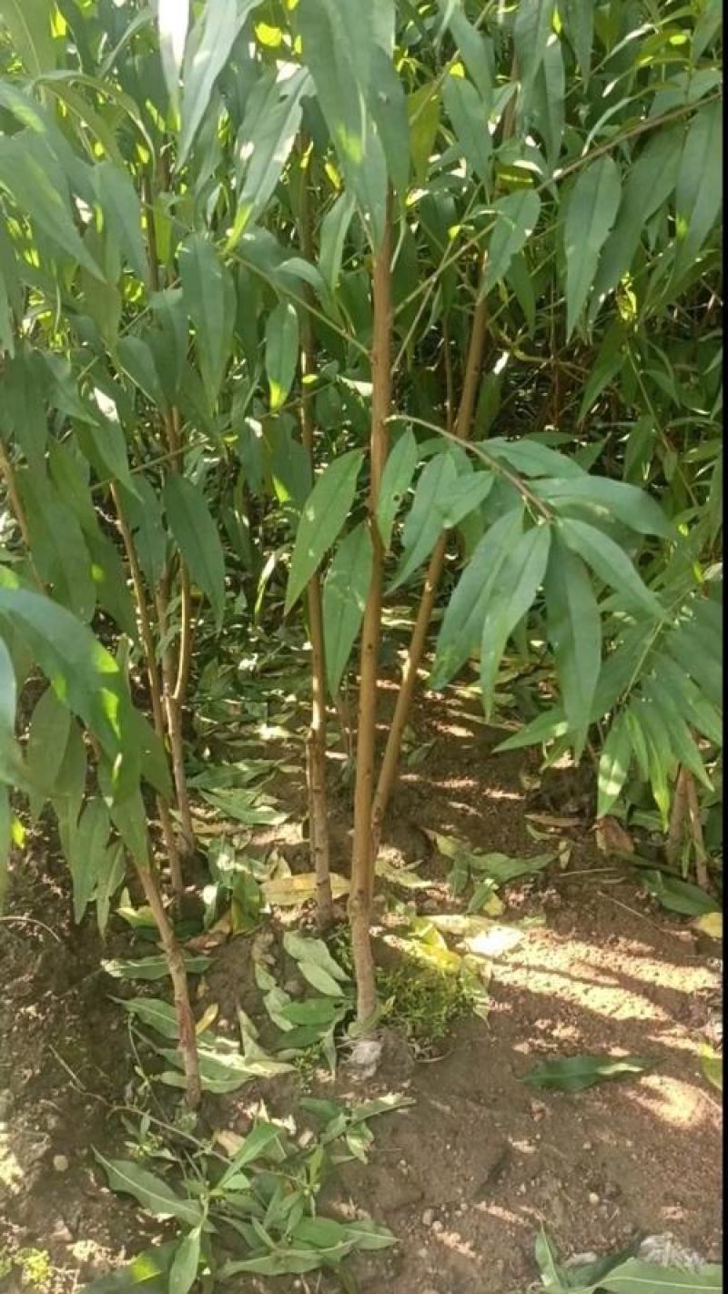 桃树树苗大量供应，欢迎电话咨询