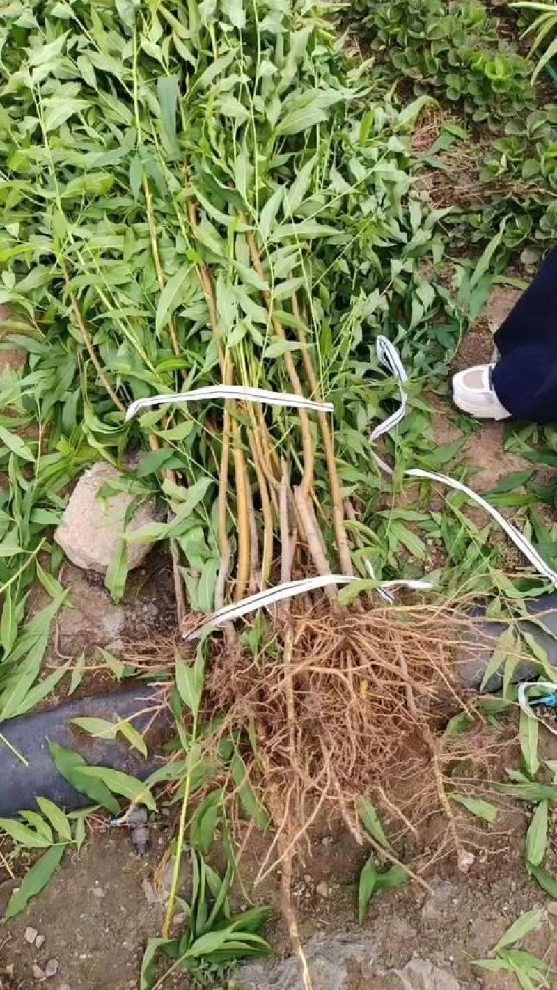 桃树树苗大量供应，欢迎电话咨询