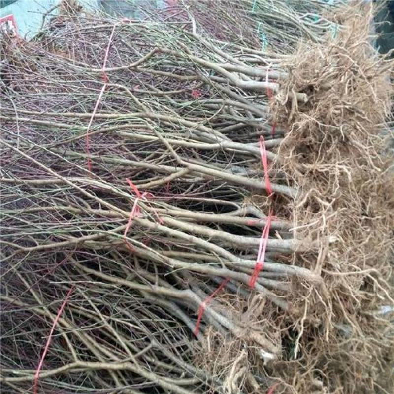 桃树树苗大量供应，欢迎电话咨询