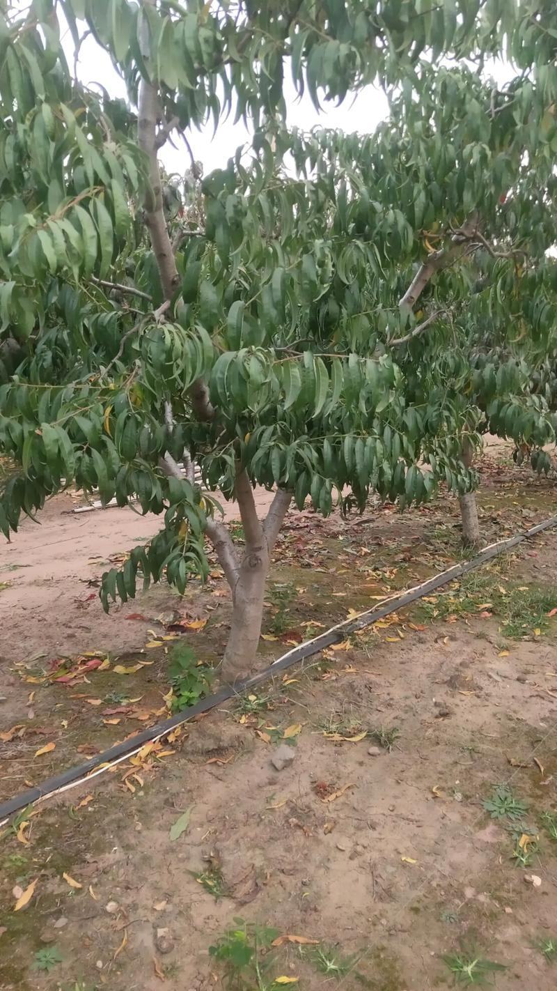 桃树树苗大量供应，欢迎电话咨询