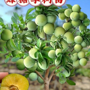 李子树蜂糖李子树苗大量供应