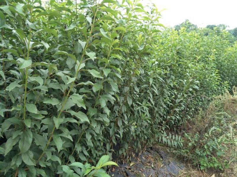 李子树蜂糖李子树苗大量供应