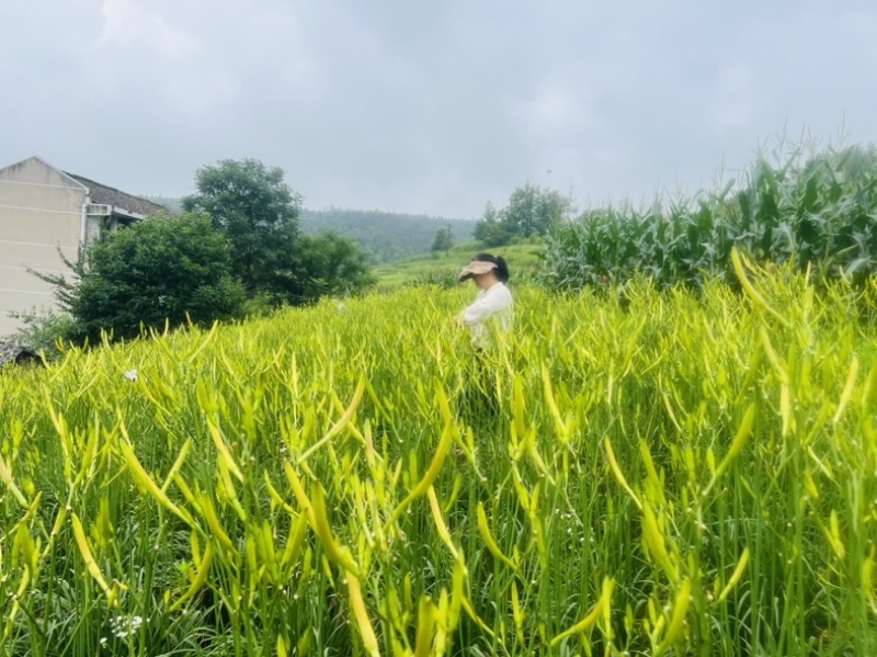 清水黄花菜，产地直供。