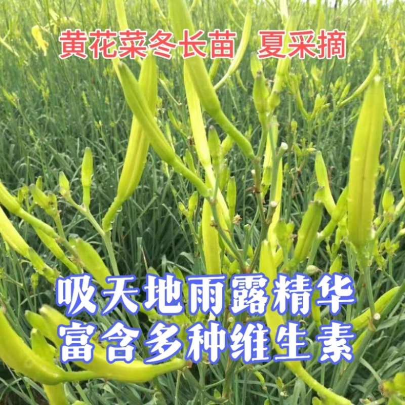 清水黄花菜，产地直供。
