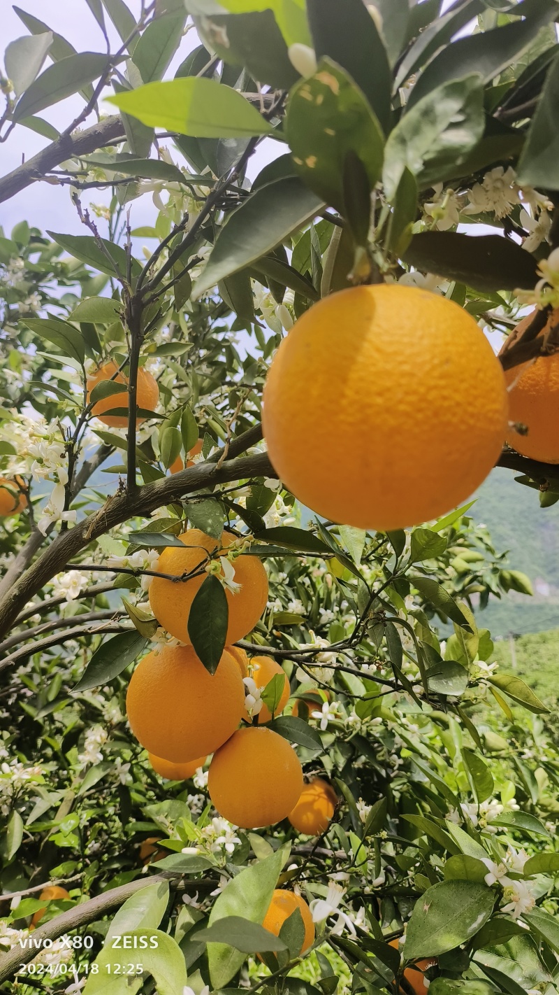 夏橙伦晚脐橙产地直发看货采果货源充足以质论价