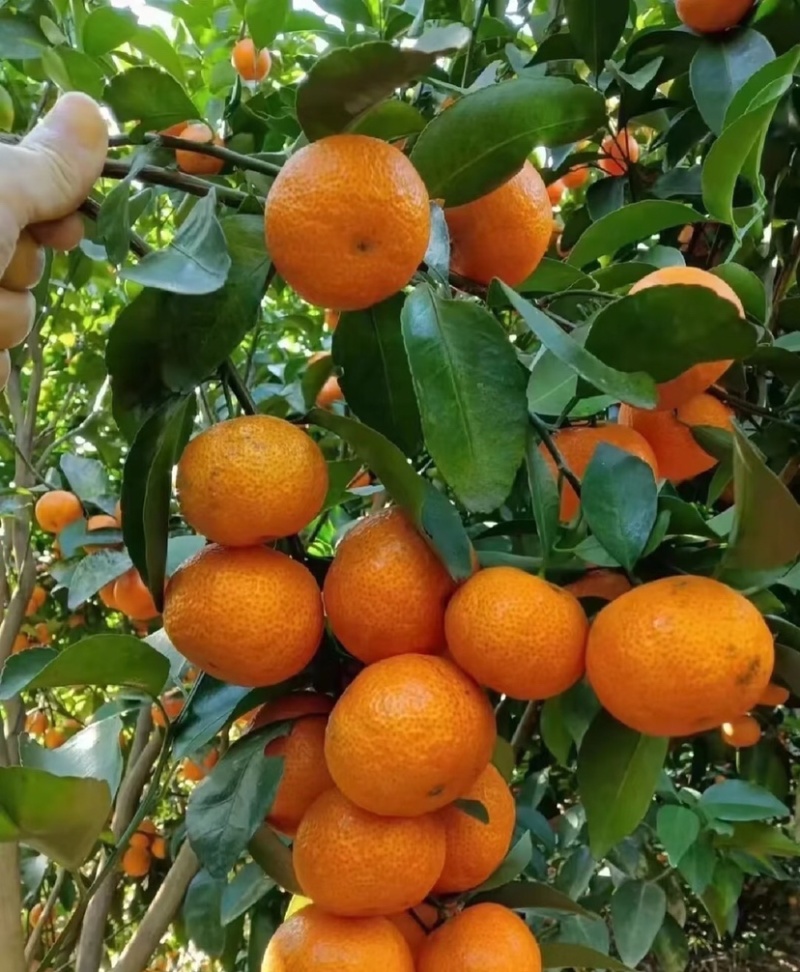 产区直供货源充足量大从优视频看货全国发货欢迎