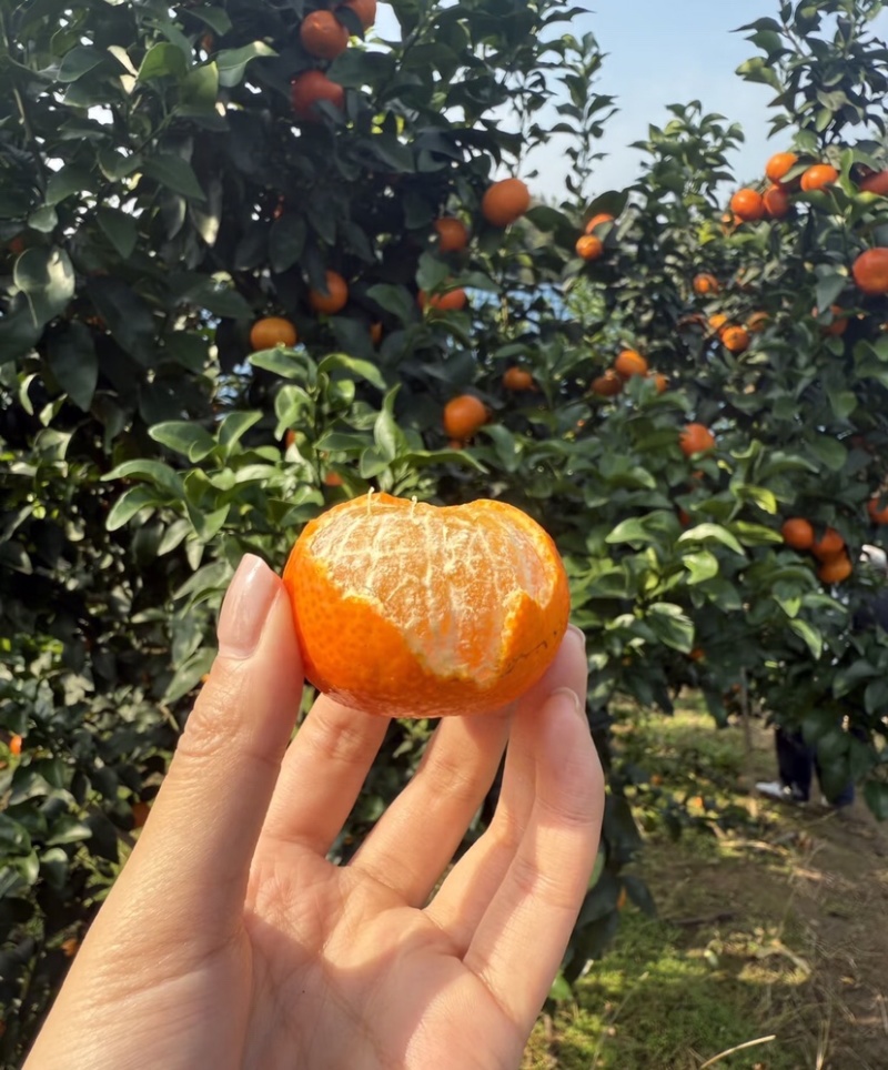 产区直供货源充足量大从优视频看货全国发货欢迎