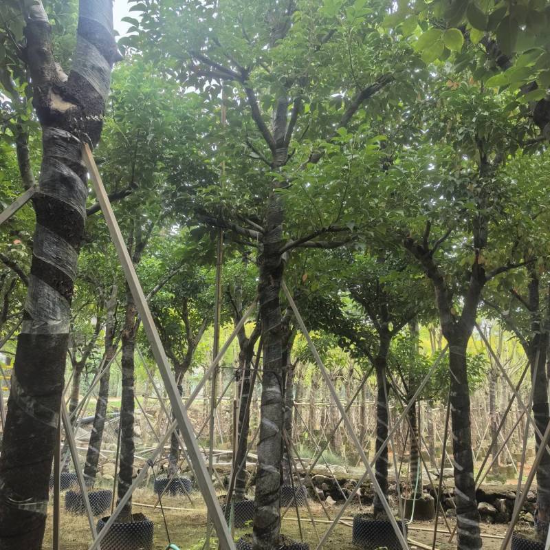 秋枫原生骨架假植苗，支持视频看货
