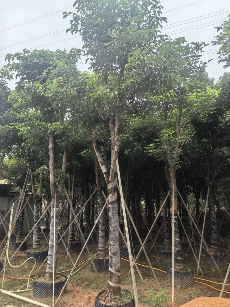 秋枫原生骨架假植苗，支持视频看货