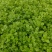法国皇后芹菜苗【芹菜苗】支持视频看货，可发往全国市场！