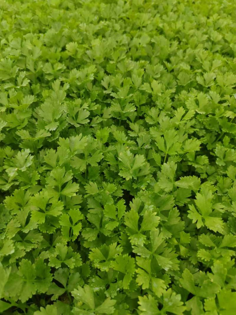 法国皇后芹菜苗【芹菜苗】支持视频看货，可发往全国市场！