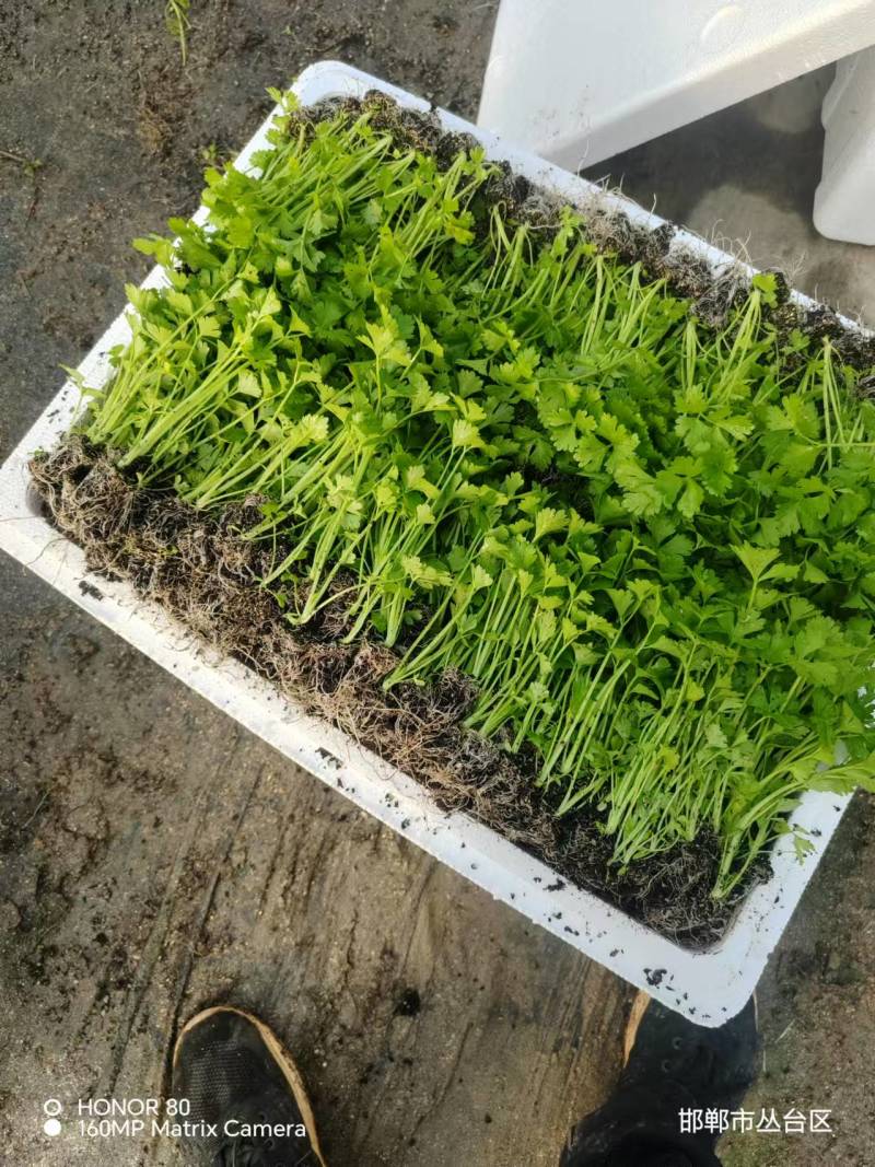 法国皇后芹菜苗【芹菜苗】支持视频看货，可发往全国市场！