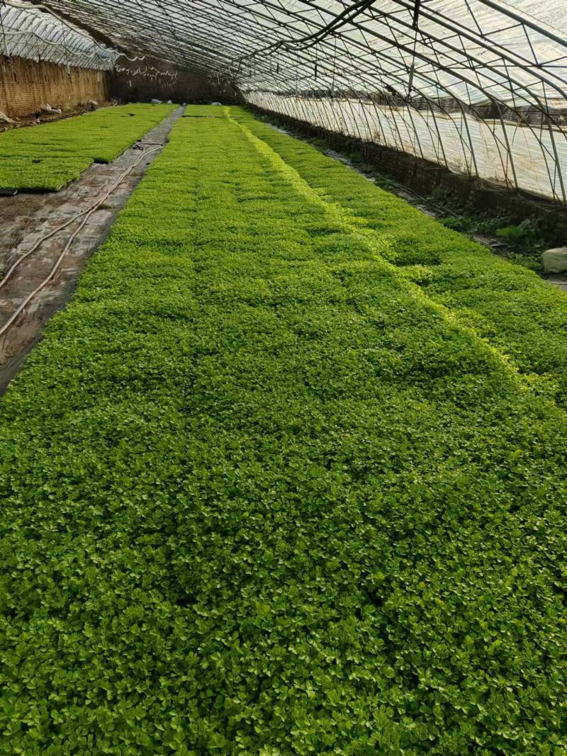 法国皇后芹菜苗【芹菜苗】支持视频看货，可发往全国市场！