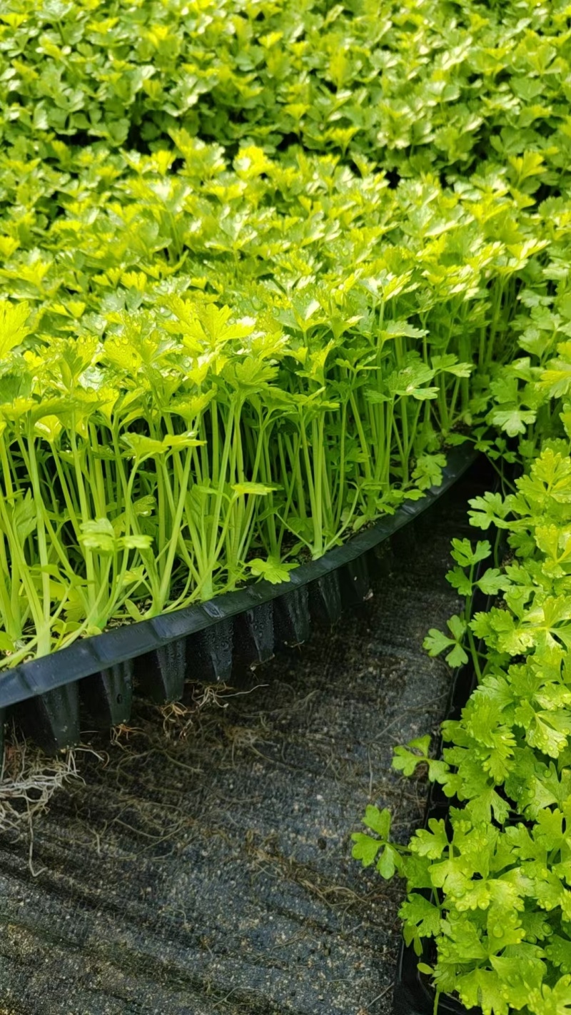 法国皇后芹菜苗【芹菜苗】支持视频看货，可发往全国市场！