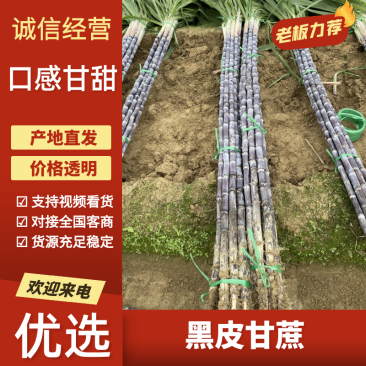 广西黑皮甘蔗产地直供质量保证诚信经营。免费提供回头车