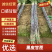 广西黑皮甘蔗产地直供质量保证诚信经营。免费提供回头车
