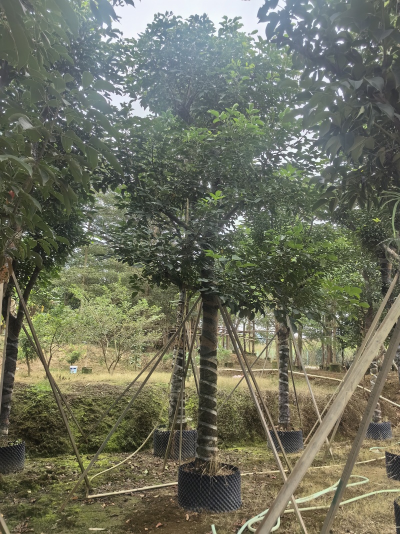 秋枫原生骨架假植苗，支持视频看货