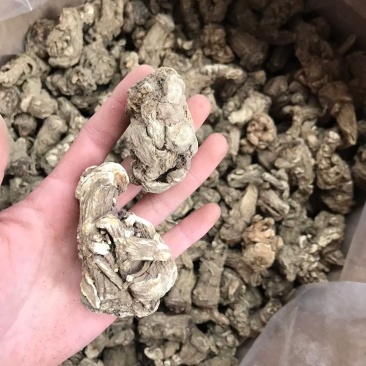 长期供应当归头，正品保障，一手货源，量大价优