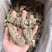 长期供应当归头，正品保障，一手货源，量大价优