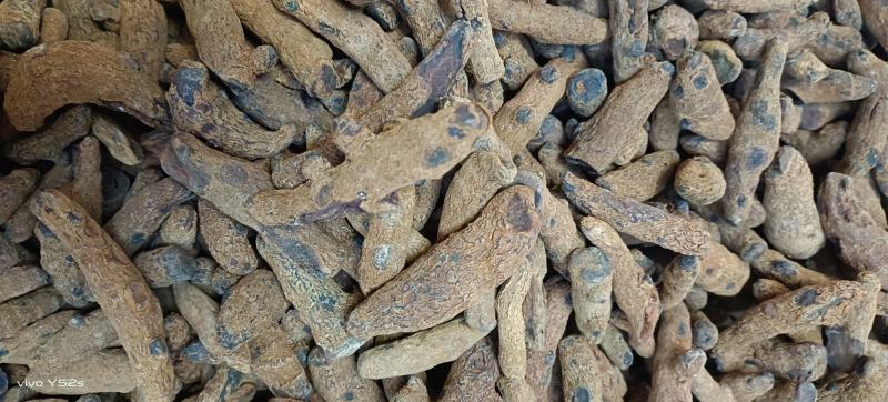 血三七，各种规格多种药材批发诚信经营给一个机会还你份信任
