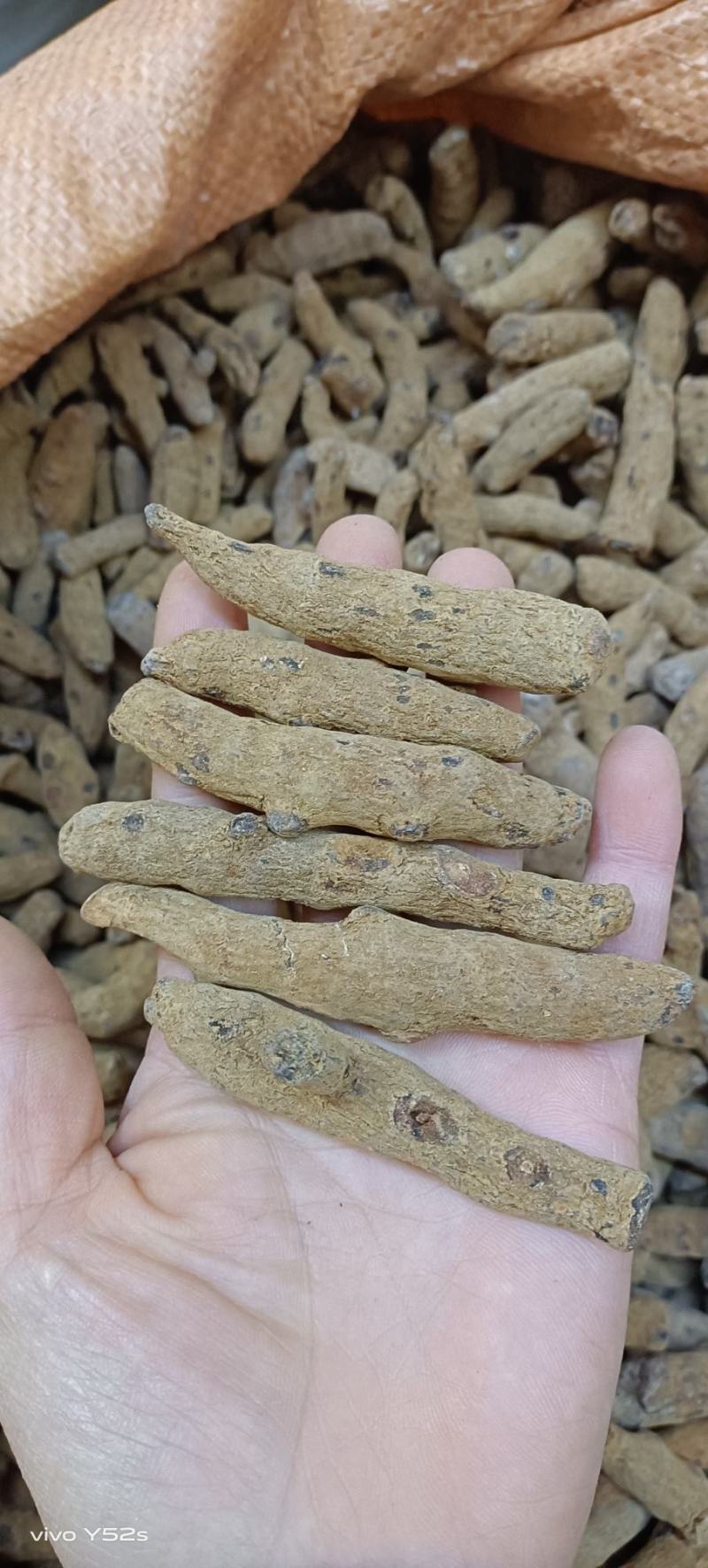 血三七，各种规格多种药材批发诚信经营给一个机会还你份信任