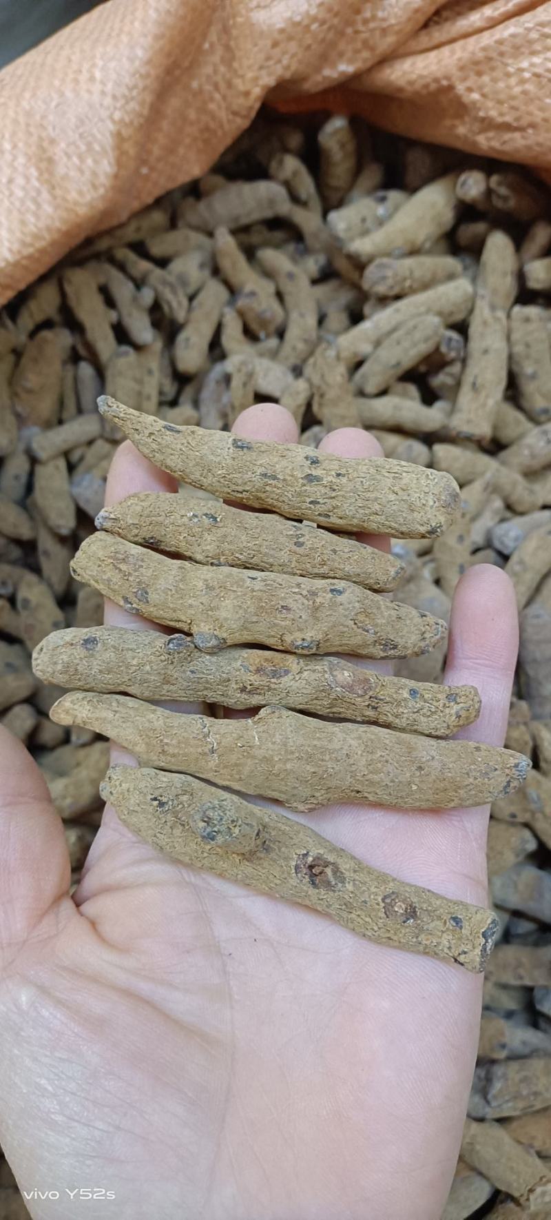 血三七，各种规格多种药材批发诚信经营给一个机会还你份信任