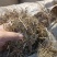 【花生秧】山东牧草花生秧接养殖样加工常年有货全国接单圆包