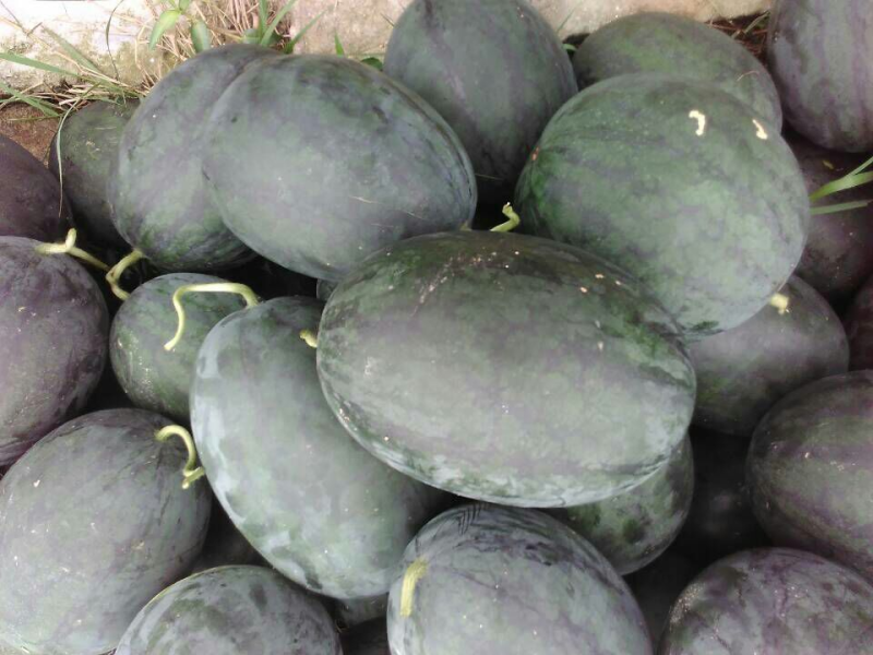 广西黑美人西瓜产地一手货，皮毛亮耐运输，电话联系