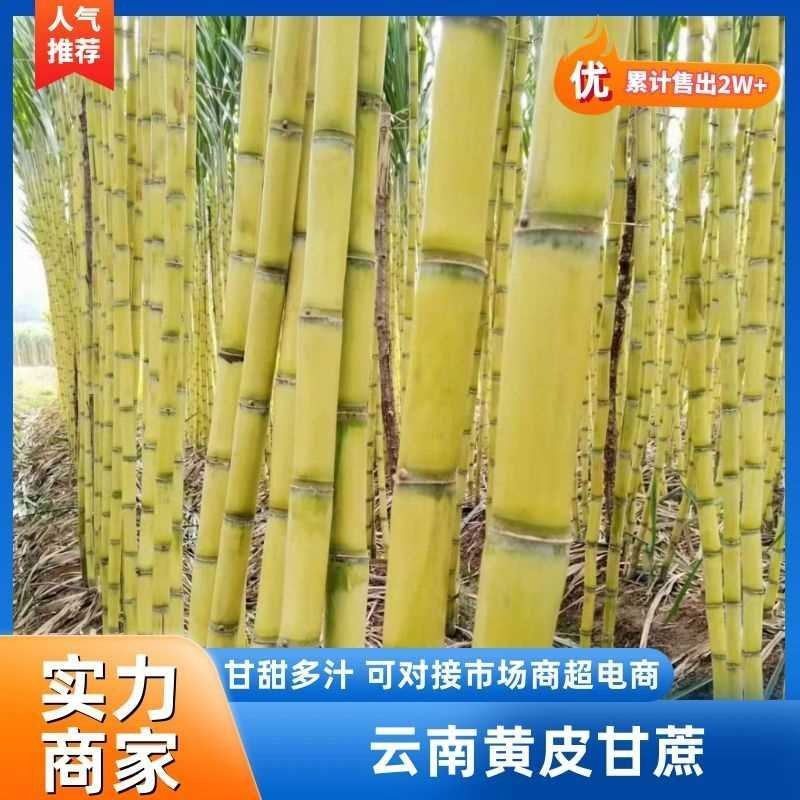 云南甘蔗黄皮甘蔗看货有货耐运输全国发货