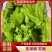 广东鲜辣椒全国供应，一手货源，薄皮椒芜湖椒苏椒
