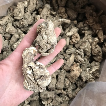 精品当归头，现货秒发，尽在掌握，保质保真，价格优惠