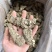 精品当归头，现货秒发，尽在掌握，保质保真，价格优惠