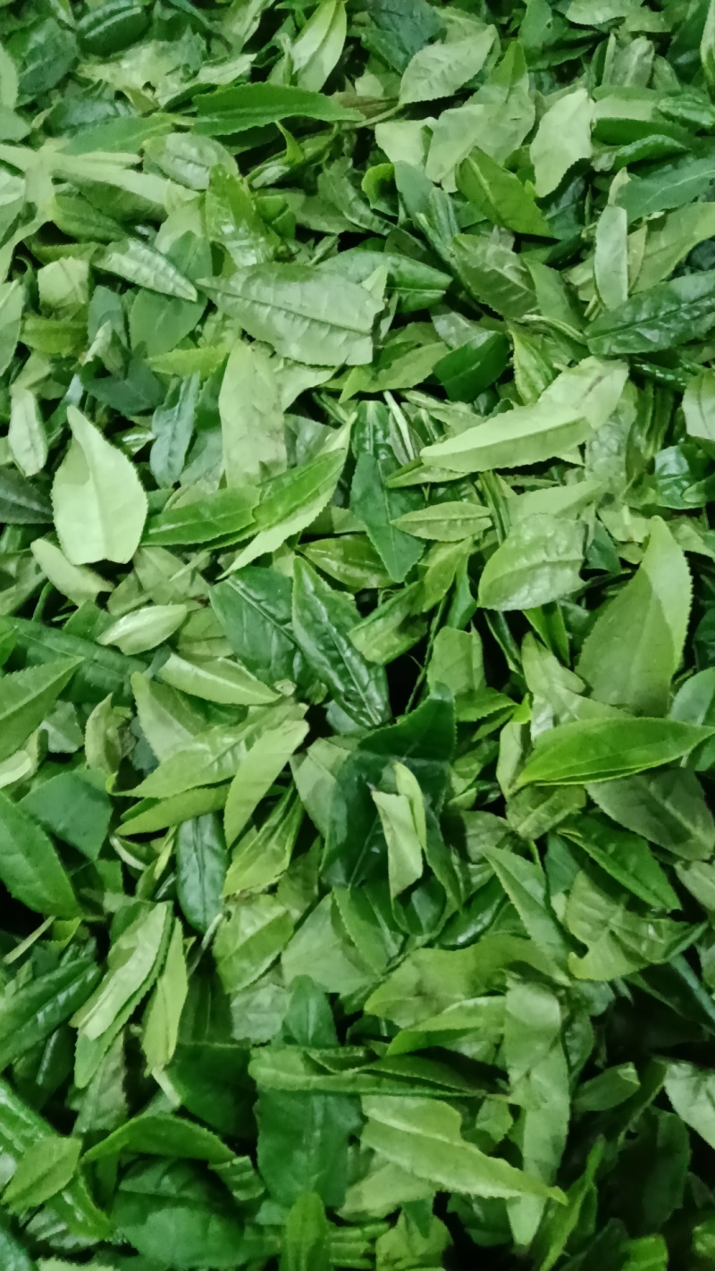 六安瓜片绿茶