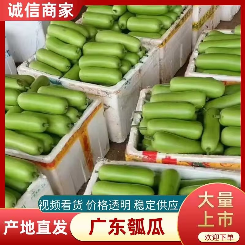 广东瓠瓜一手货源，全国供应，诚信经营，欢迎合作