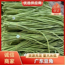 广东精品长豆角大量上市60cm以上，基地直发，质量保障