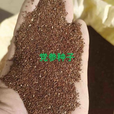 党参籽