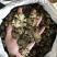 川芎，川芎片，一手货源，保质保真，量大价优