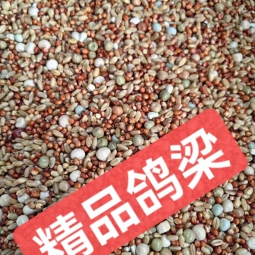 鸽粮无玉米鸽子粮小鸽幼鸽成鸽观赏鸽肉鸽信鸽食精品鸽子饲料