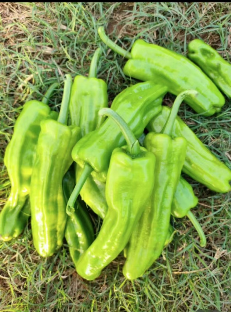 徐闻鲜辣椒#芜湖椒、苏椒、薄皮椒、泡大量供应，一手货源