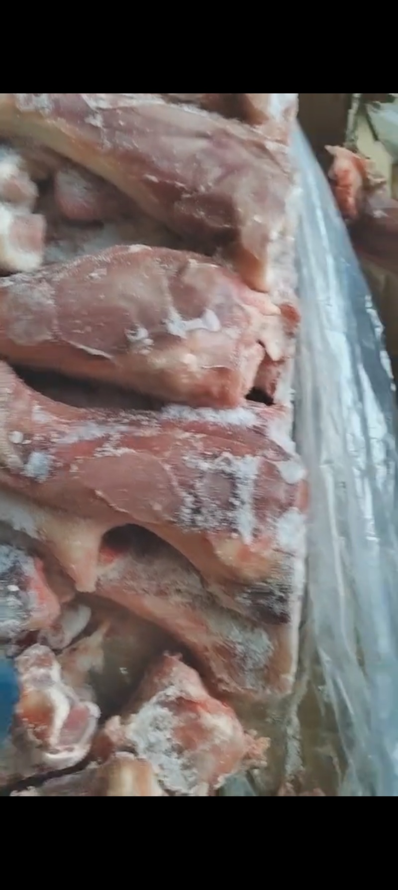 带腱小牛后腿骨