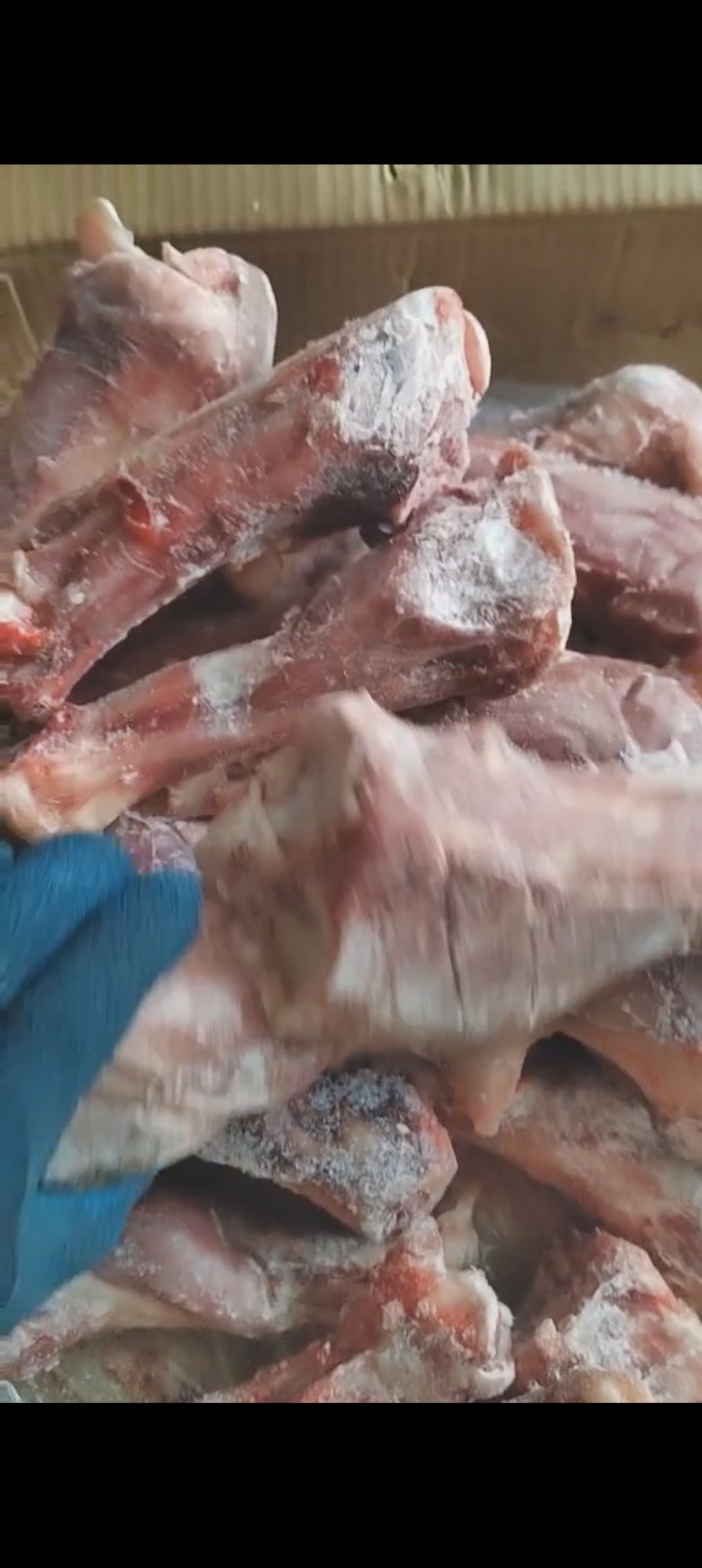 带腱小牛后腿骨