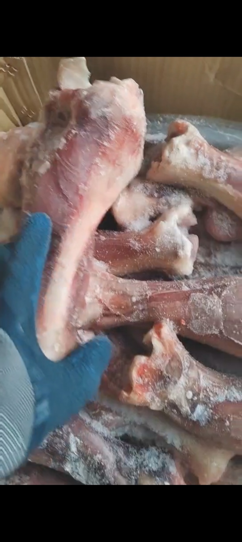 带腱小牛后腿骨
