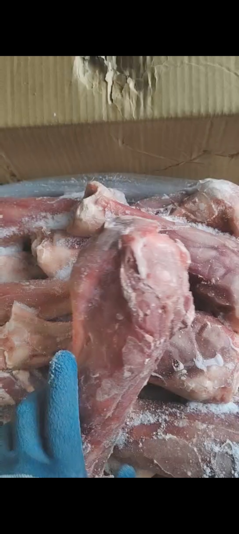 带腱小牛后腿骨