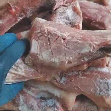 带腱小牛后腿骨