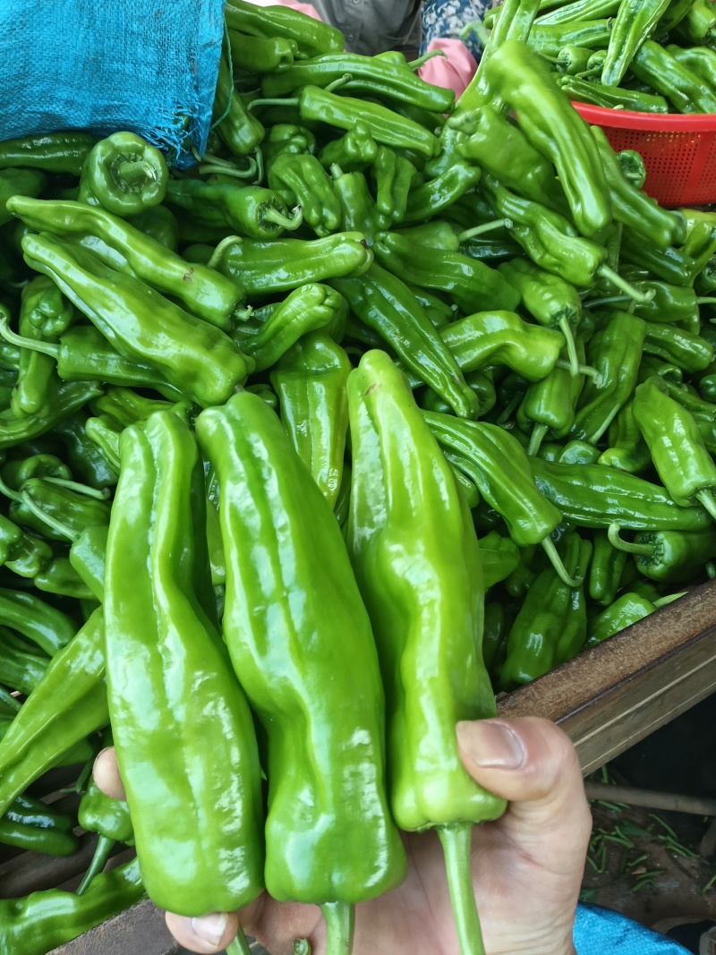 徐闻鲜辣椒#芜湖椒、苏椒、薄皮椒、泡大量供应，一手货源